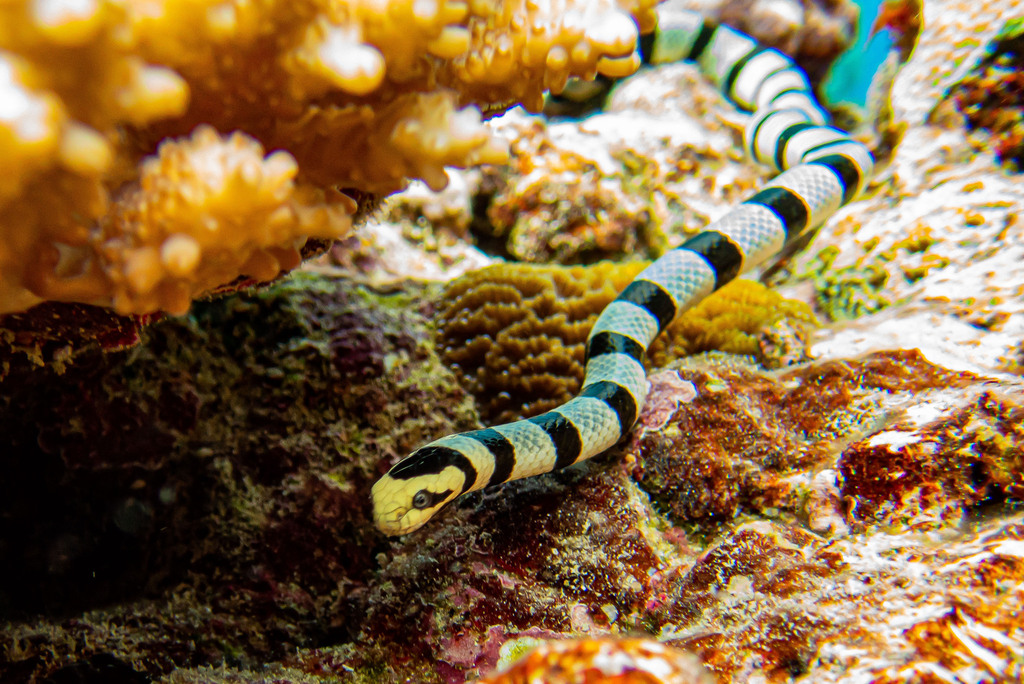 Yellow-Lipped Sea Snake