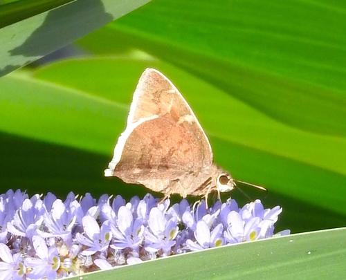 Skinner's Cloudywing