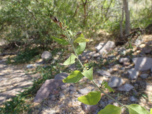 Image of Justicia palmeri by (c) Sue Carnahan, some rights reserved (CC BY)