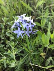 Amsonia ciliata texana