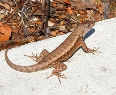 Sceloporus nelsoni