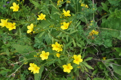 Linum flavum
