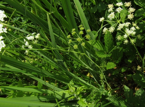 Oenanthe banatica