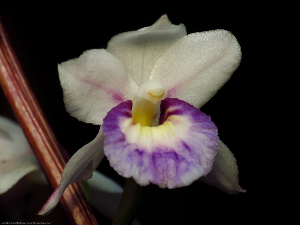 Warreella patula