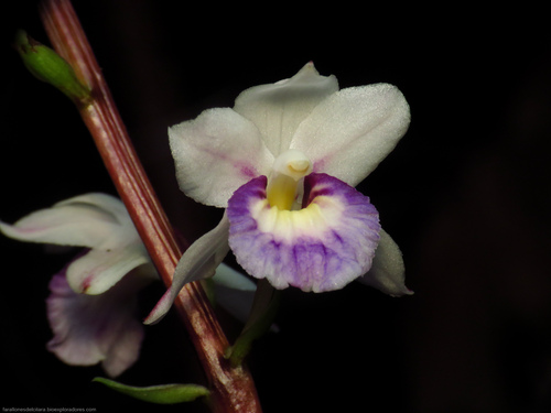 Warreella patula · iNaturalist Mexico