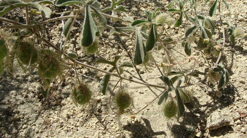 Passiflora pentaschista, photograph 2