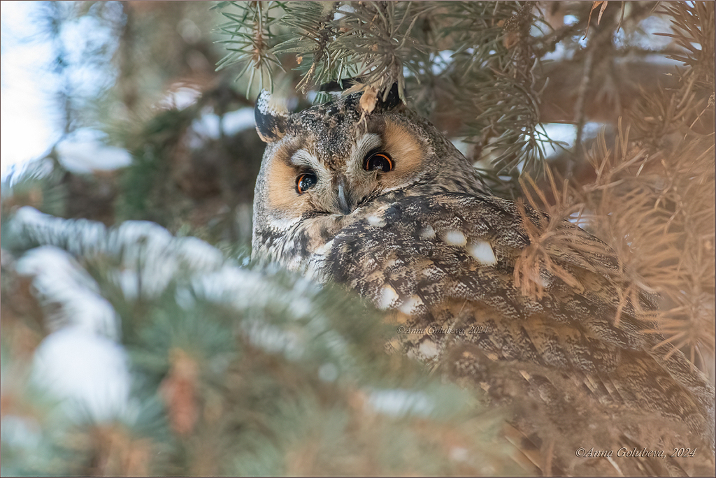 Long-eared Owl in January 2024 by Анна Голубева · iNaturalist