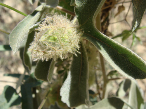 Passiflora pentaschista, photograph 4