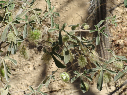 Passiflora pentaschista, photograph 5