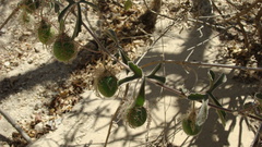 Passiflora pentaschista, photograph Alexis López Hernández, CC BY, iNaturalist via GBIF