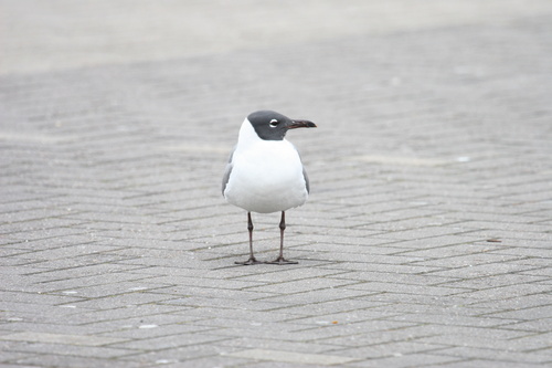 Gaviota guanaguanare (Larus atricilla)