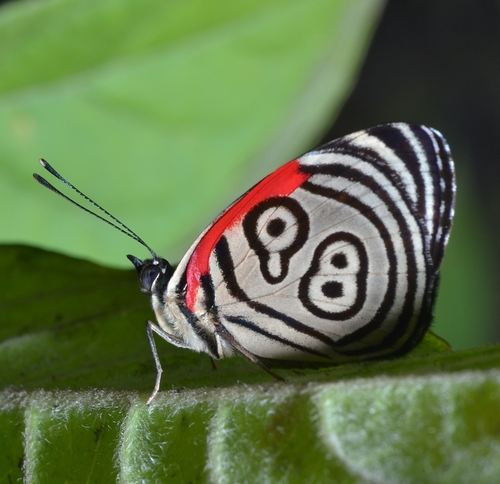 Widespread Eighty-eight