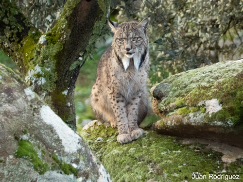 Lince ibérico (Lynx pardinus)