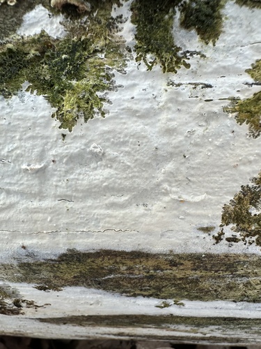 Representative image of Kurtia