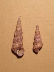 Epitonium turtonis