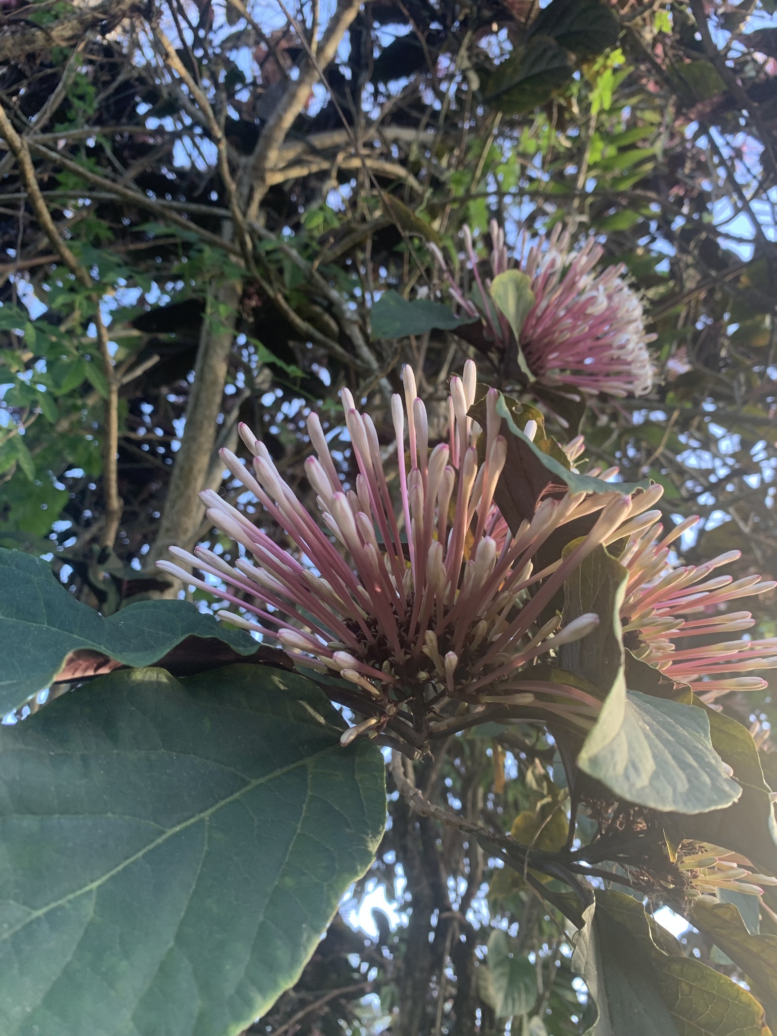 Imagem de Escova-de-macaco
