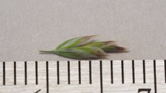 Poa secunda secunda