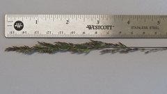 Poa secunda secunda