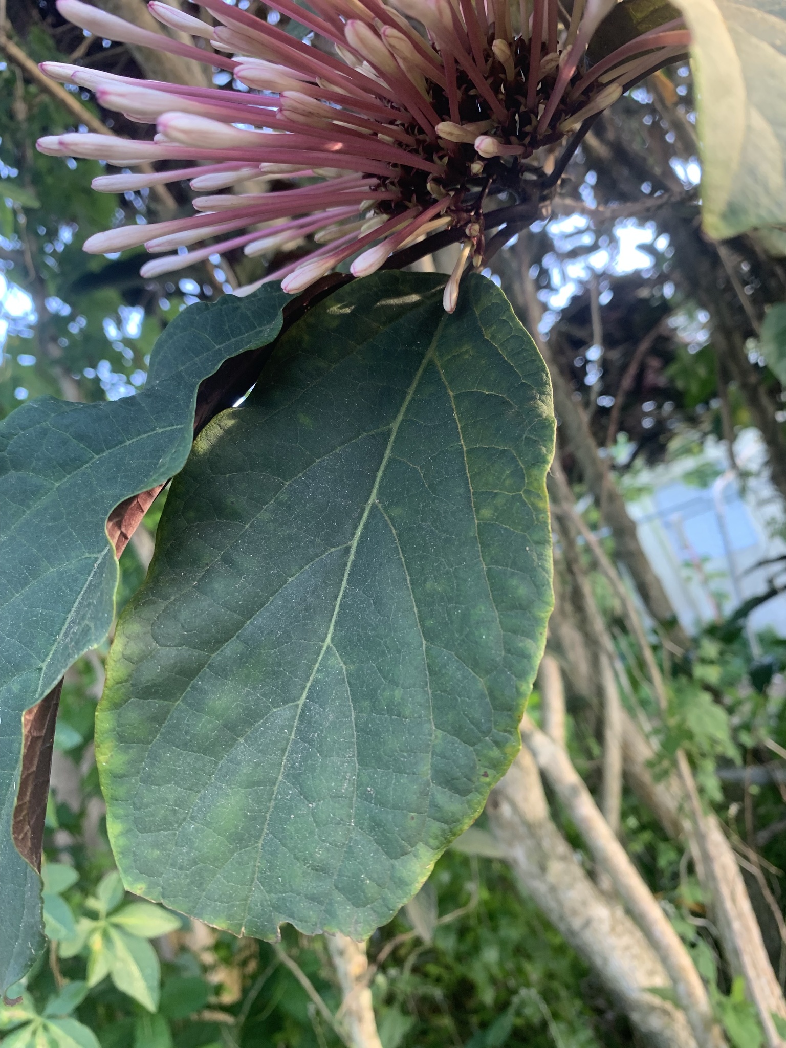 Imagem de Escova-de-macaco