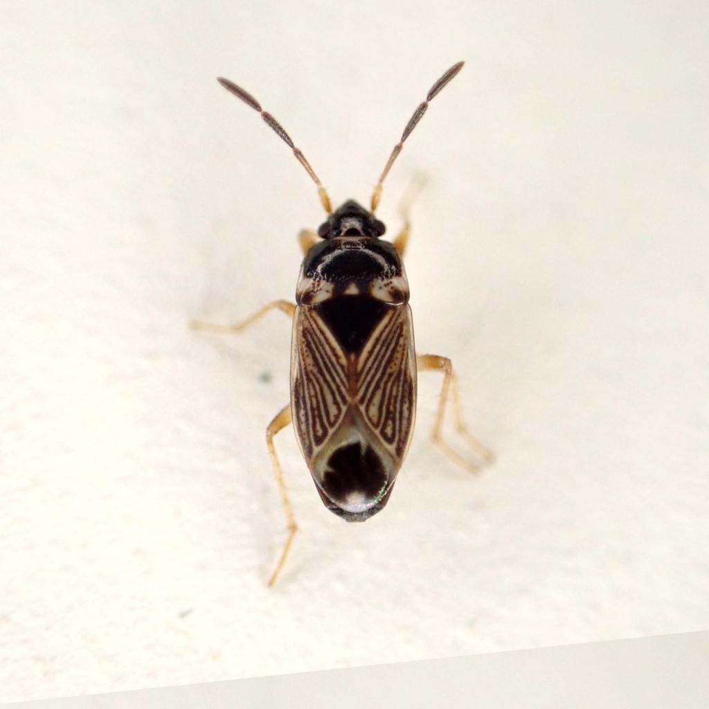 Cryphula australis