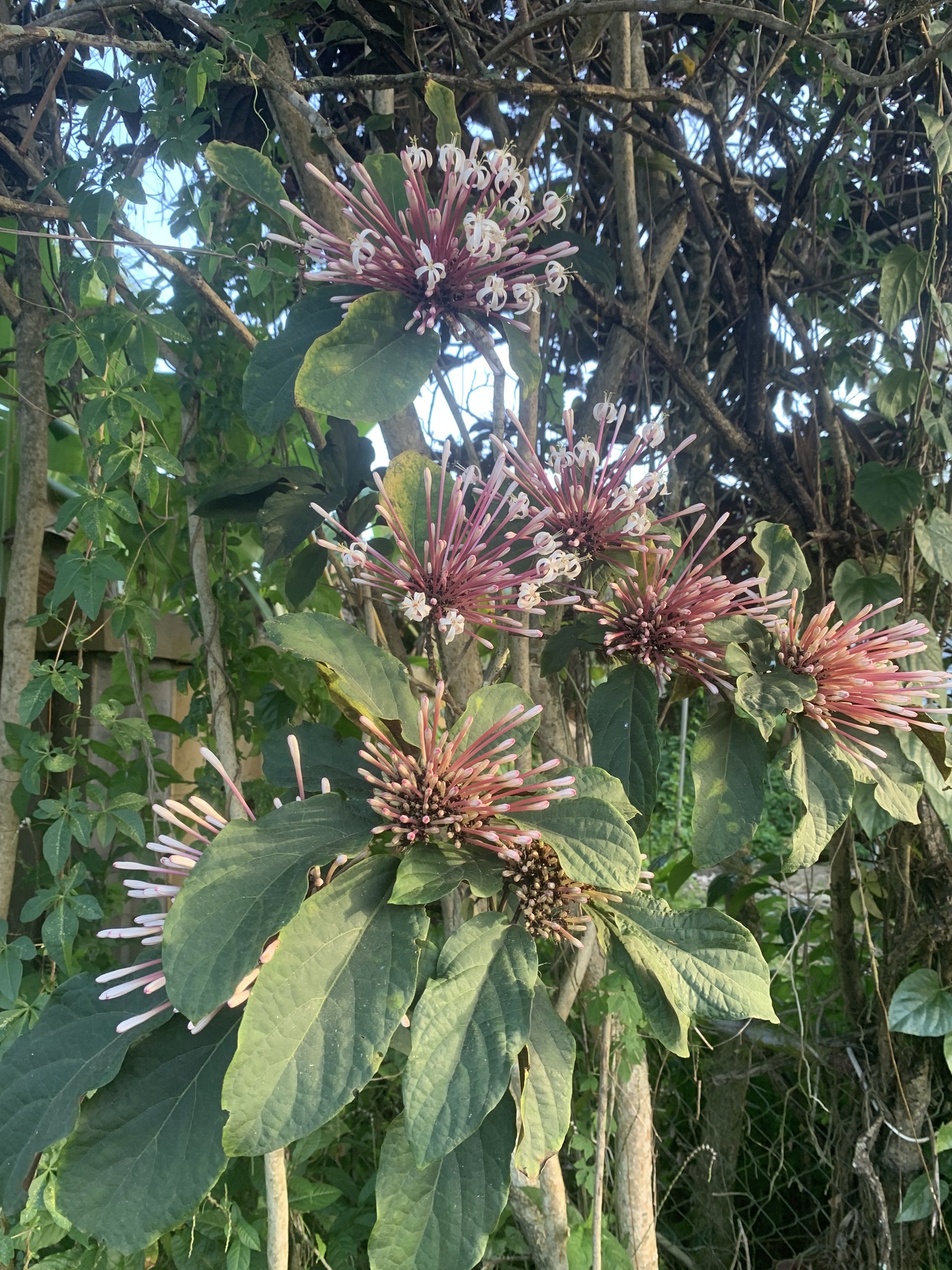 Imagem de Escova-de-macaco