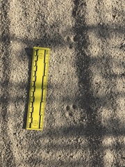 Perognathinae