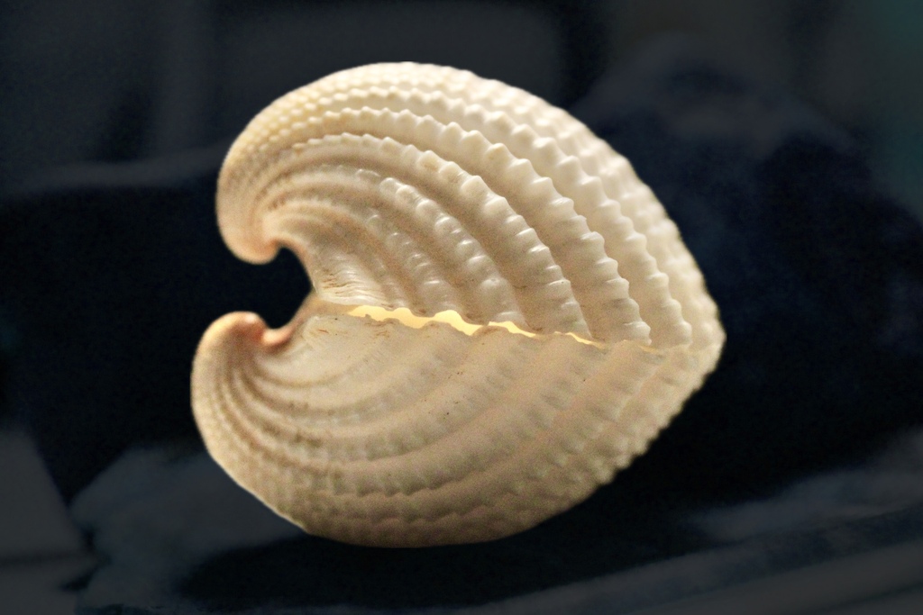 Pteriomorphia