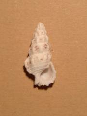 Cerithium nodulosum