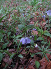 Phlox divaricata divaricata