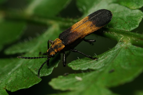 Homalocerus xixim