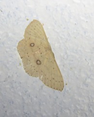 Anisodes lapidata