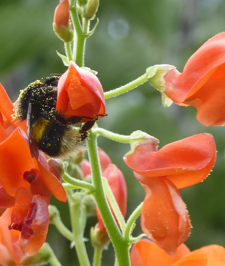 Bufftailed Bumble Bee from 16 Virginia Heights, Otamatea, Whanganui