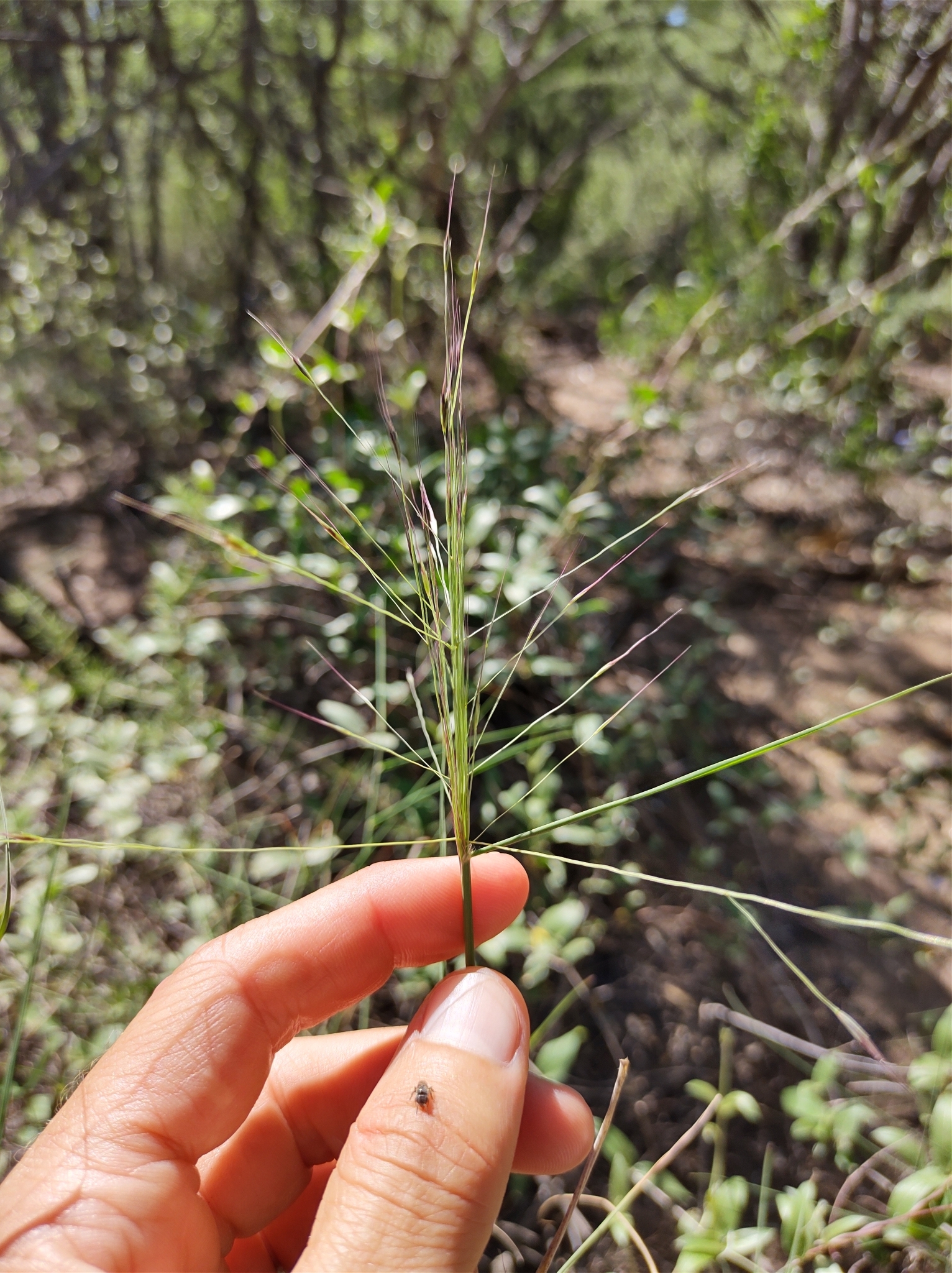 Gouinia paraguayensis