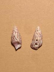 Cerithium punctatum