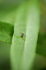 Iridomyrmex suchieri
