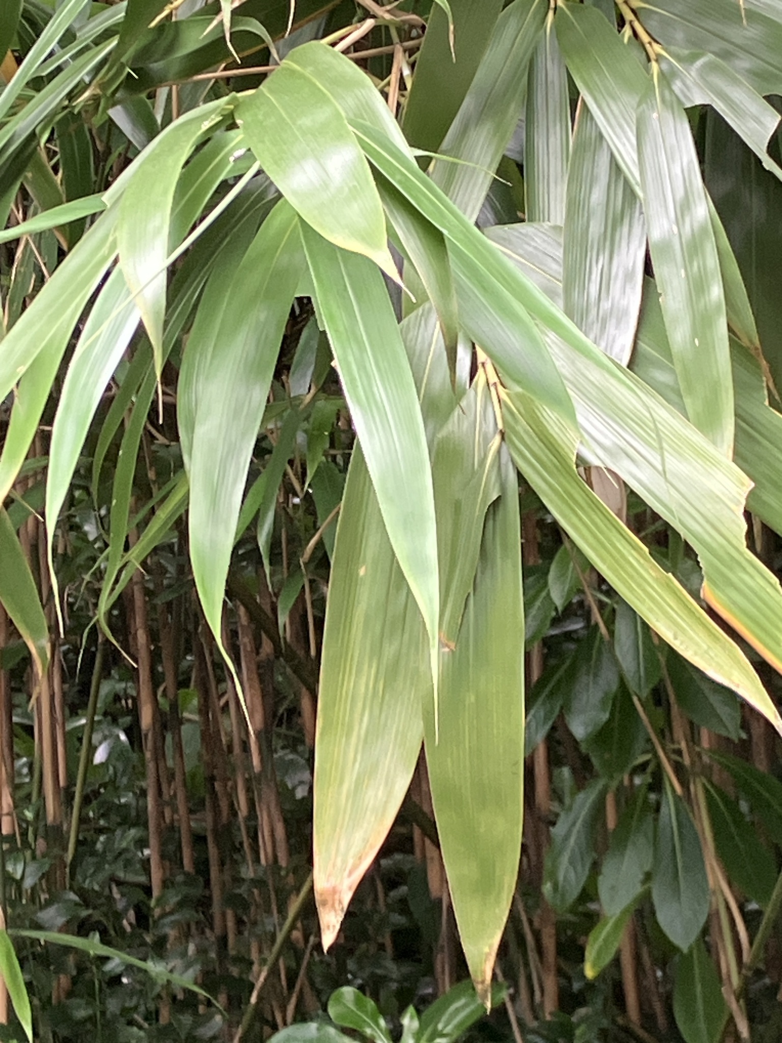 Imagem de Bambu-japonês