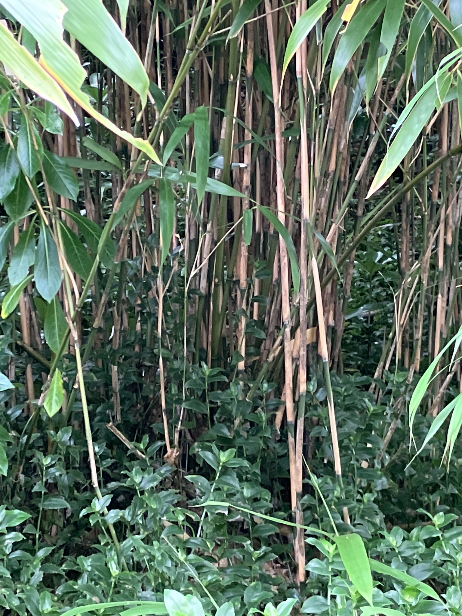 Imagem de Bambu-japonês
