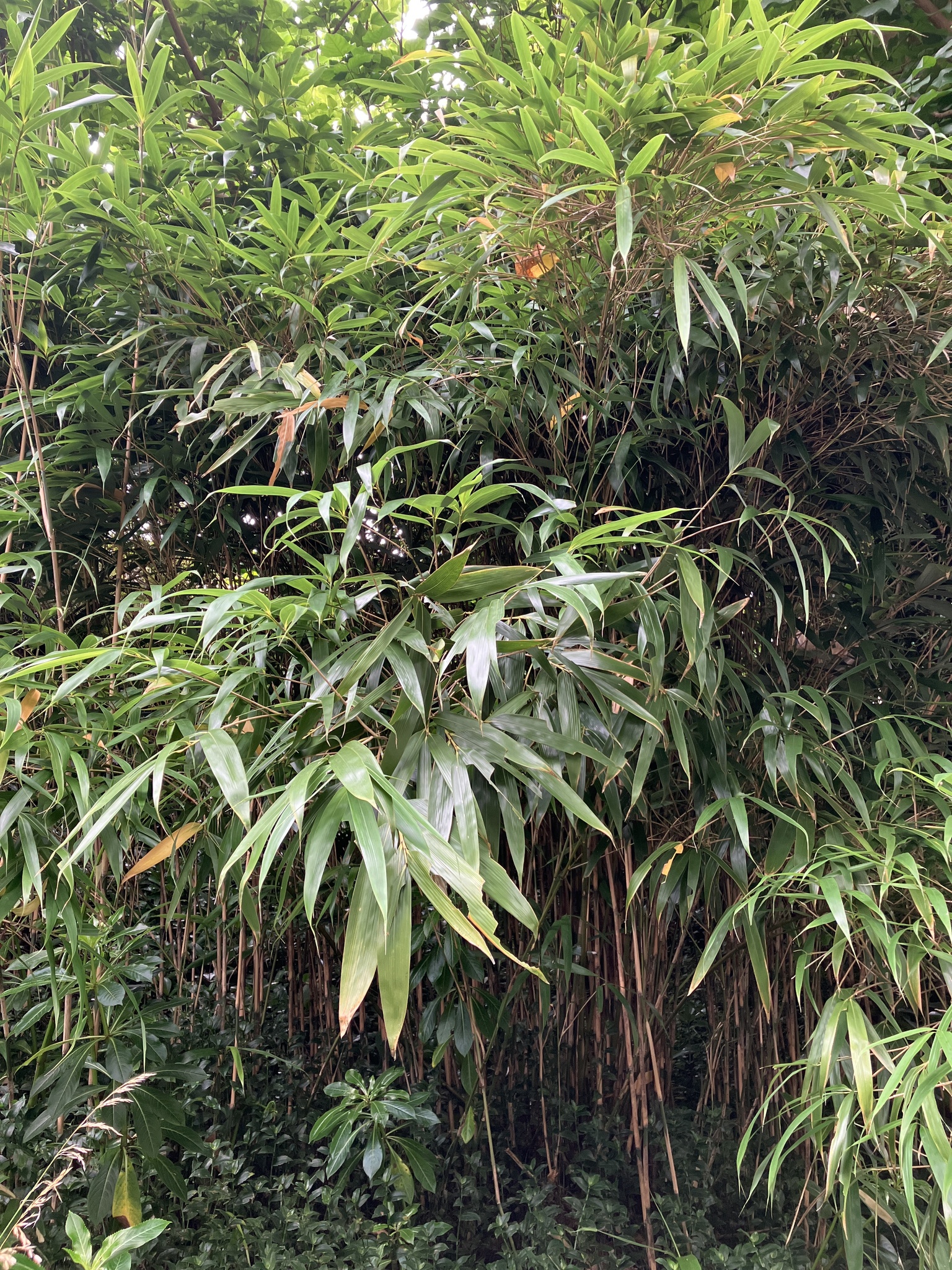 Imagem de Bambu-japonês