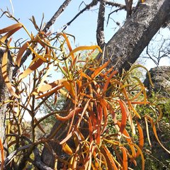Phoradendron carneum