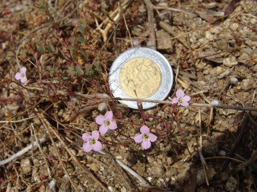 Image of Stenotis asperuloides by (c) Alexis López Hernández, some rights reserved (CC BY)
