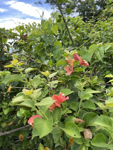 Foto de Buganvilia