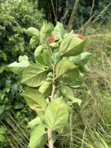 Foto de Buganvilia
