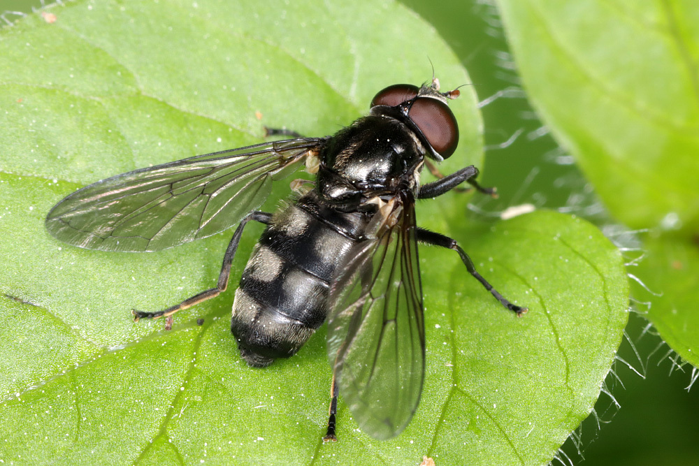Portevinia maculata