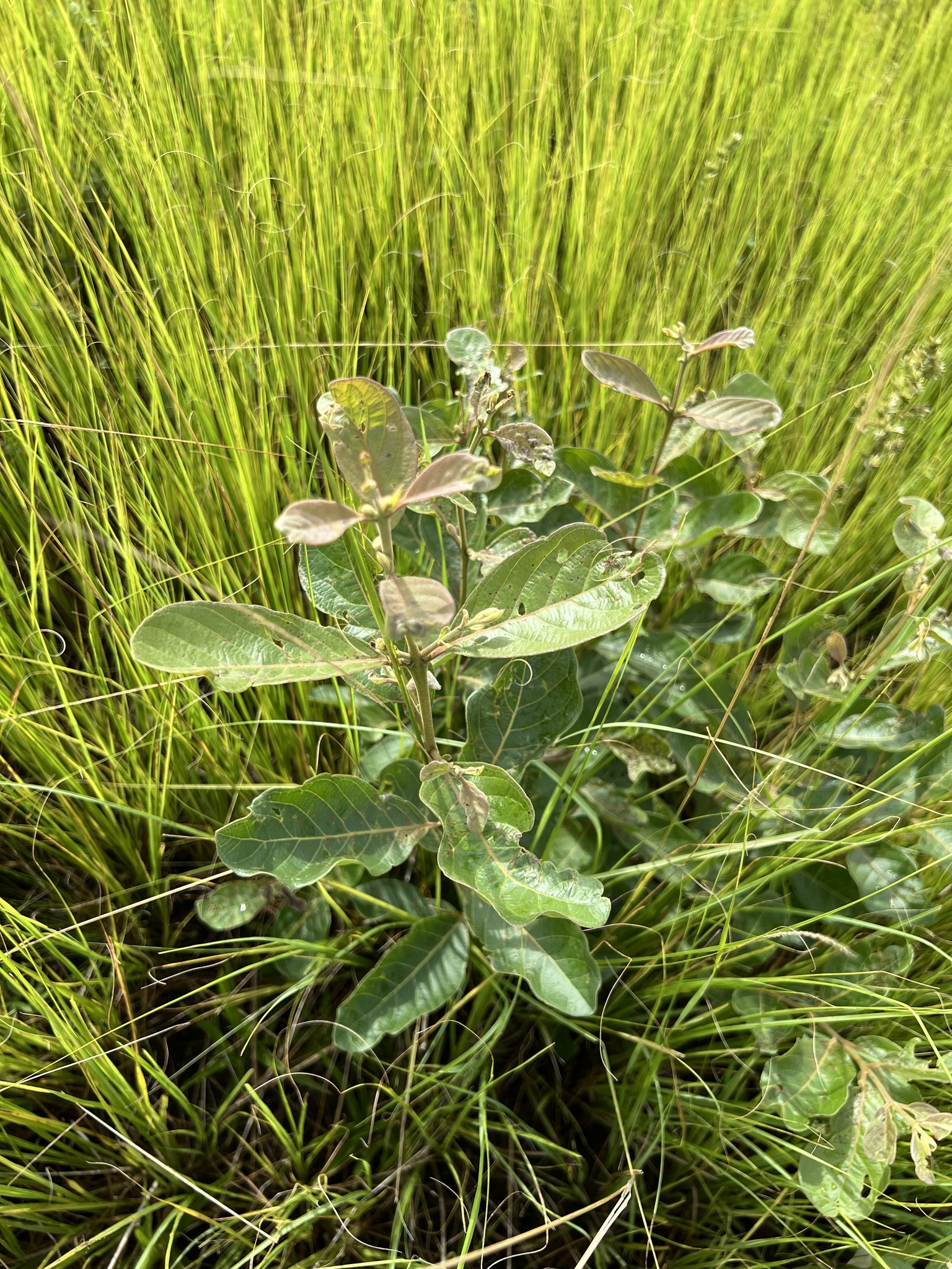 Imagem de Araçá-do-campo
