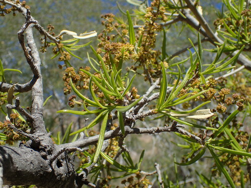 Image of Forchhammeria watsonii by (c) Sue Carnahan, some rights reserved (CC BY)