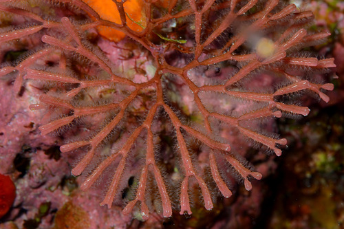 Tropidozoum cellariiforme