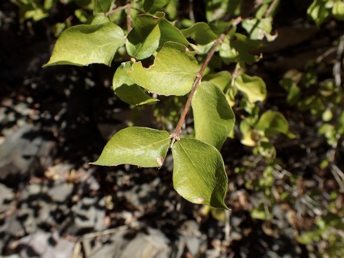 Image of Malpighia diversifolia by (c) Sue Carnahan, some rights reserved (CC BY)