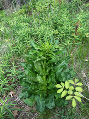 Frasera caroliniensis