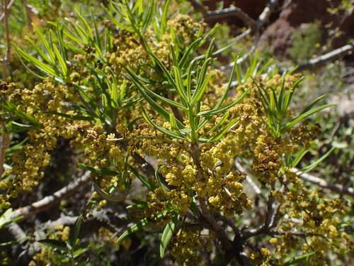 Image of Forchhammeria watsonii by (c) Sue Carnahan, some rights reserved (CC BY)