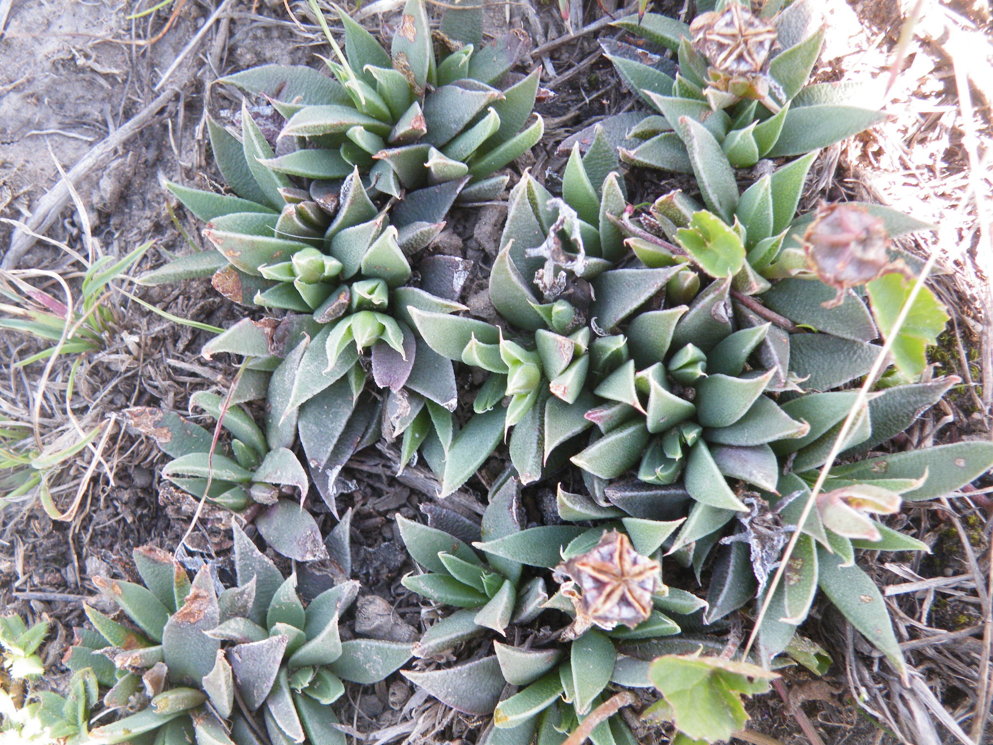 Bergeranthus leightoniae